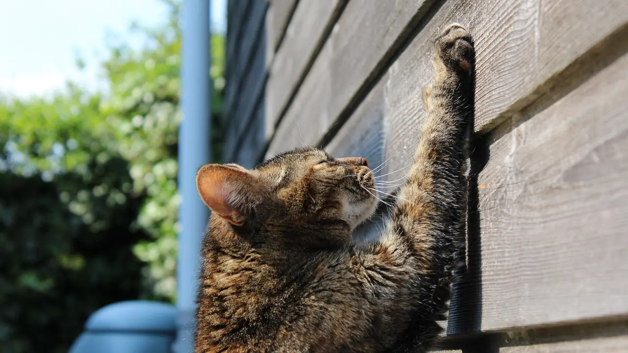 Kucing Mencakar