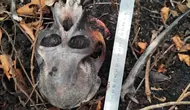 Misteri Tengkorak Orangutan di Area Konservasi Kalbar