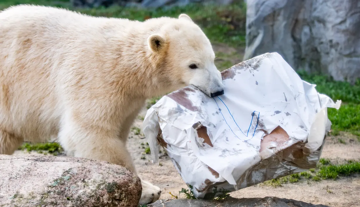 Beruang kutub "Nanook" membawa paket yang diberikan kepada Nanook untuk ulang tahun pertamanya di kebun binatang di Gelsenkirchen, Jerman barat (4/12). (AFP Photo/dpa/Marcel Kusch)