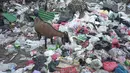 Seekor kambing mencari makanan di tempat pembuangan sampah di kawasan Sunter, Jakarta, Rabu (8/5). Sulitnya mencari rumput di Ibukota menyebabkan para peternak terpaksa membiarkan hewan-hewan tersebut mengais makanan tidak pada tempatnya. (Liputan6.com/Immanuel Antonius)