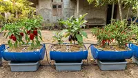 7 Model Kebun Buah yang Tidak Boros Air: Solusi Produktif di Lahan Terbatas