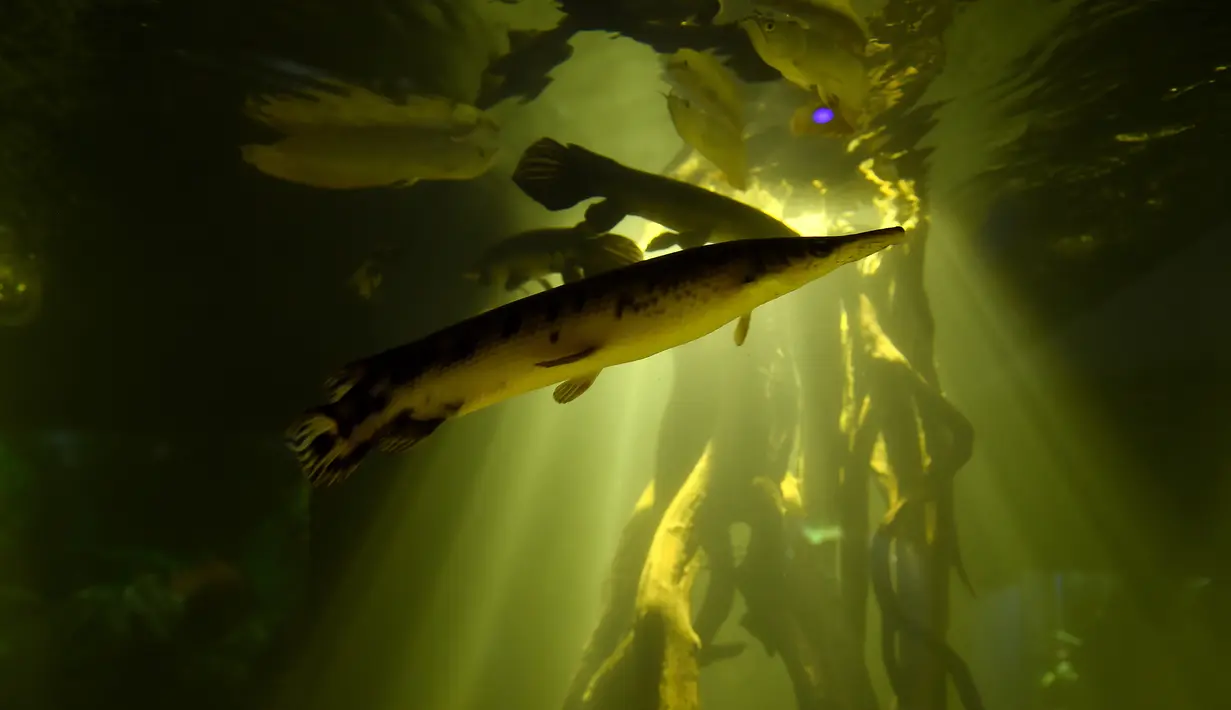 Salah satu koleksi ikan di Michin Akuarium, Guadalajara, Meksiko, Sabtu (18/3). Pihak Michin Akuarium mengaku memiliki 4.000 spesimen dari 150 spesies ikan. (AFP PHOTO / Hector GUERRERO)