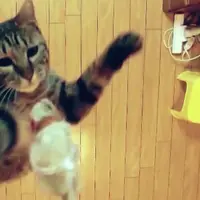 Demi mendapatkan mainan tikusnya, kucing ini bisa lompat setinggi loteng.