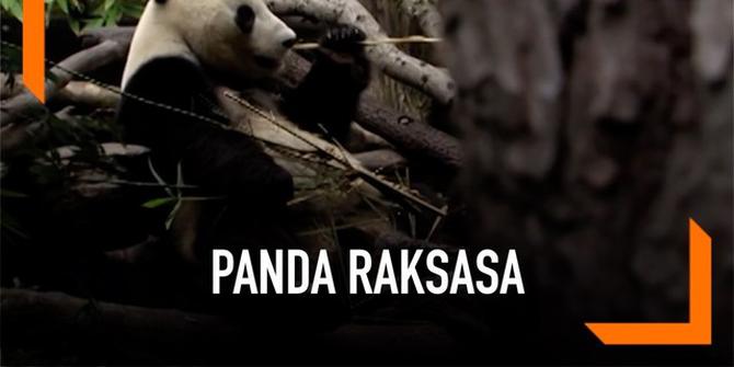 VIDEO: Dua Panda Raksasa Akan Tinggalkan Kebun Binatang San Diego