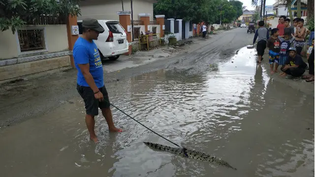 Protes Jalan Rusak, Warga Lepas Buaya di Genangan Air
