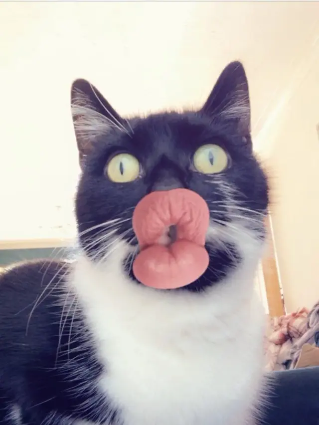 6 Potret Kucing Betina Pakai Filter HP Biar Cantik, Tampak Lucu
