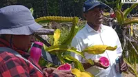 Kampung Siep Kosi Binaan Program TEKAD Jadi Sentra Buah Naga di Papua Pegunungan