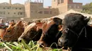 Sejumlah sapi yang dijual di pasar ternak untuk hewan kurban menjelang perayaan Idul Adha di Desa Al Manashi di Giza, Kairo, Mesir, Rabu (7/9). (REUTERS/Mohamed Abd El Ghany)