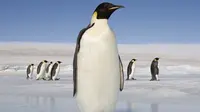 Baru-baru ini ditemukan pinguin raksasa di Selandia Baru. (Sumber foto: mirror.co.uk)