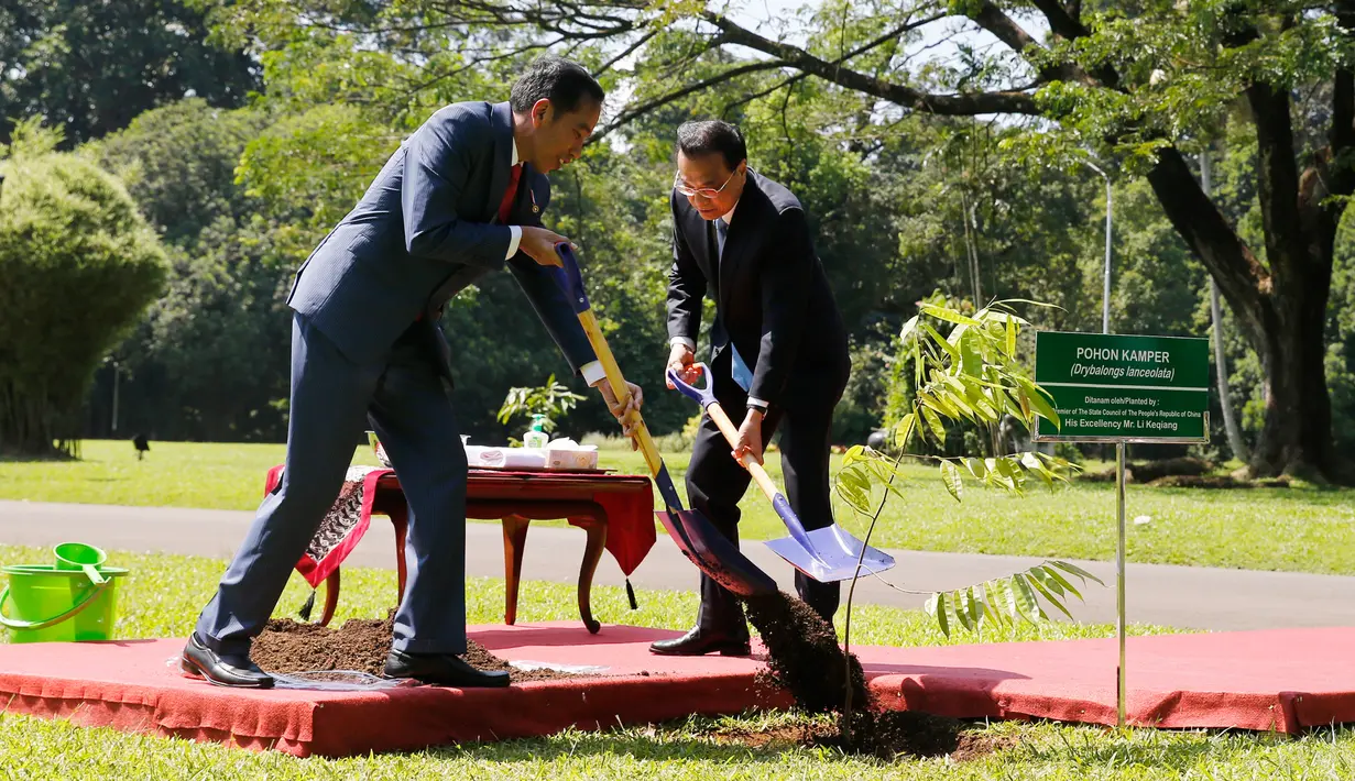 Presiden Joko Widodo (Jokowi) dan Perdana Menteri China Li Keqiang menanam pohon kamper di halaman belakang Istana Bogor, Senin (7/5). Penanaman pohon itu sebagai tanda persahabatan kedua negara yang semakin tumbuh dan berkembang. (Beawiharta/Pool via AP)