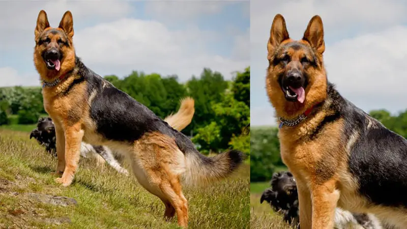 6 Ras Anjing yang Dianggap Paling Berbahaya