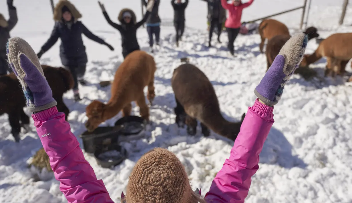 Angie Inglis memimpin Yoga Salju bersama Alpaca di salju di Brae Ridge Farm and Sanctuary dekat Guelph, Ontario, pada 20 Februari 2022. Selusin orang mengikuti kelas yoga di luar ruangan dikelilingi oleh alpaca di musim dingin Kanada yang membekukan. (Geoff Robins / AFP)