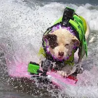 Keren, anjing juga bisa berselancar | foto : istimewa