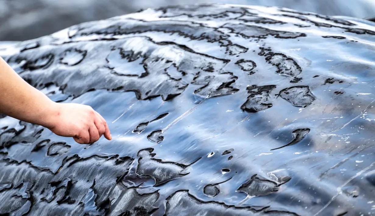 Meski demikian, masih belum bisa dipastikan apakah paus-paus tersebut terdampak karena efek tsunami. (Philip FONG/AFP)