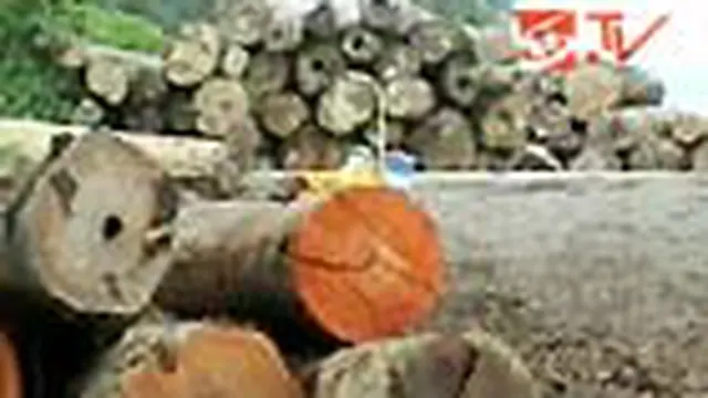 Ribuan batang kayu hasil penebangan liar atau ilegal logging di Seram bagian timur, Maluku, diselamatkan sebelum digondol dan dijual penebangnya. 