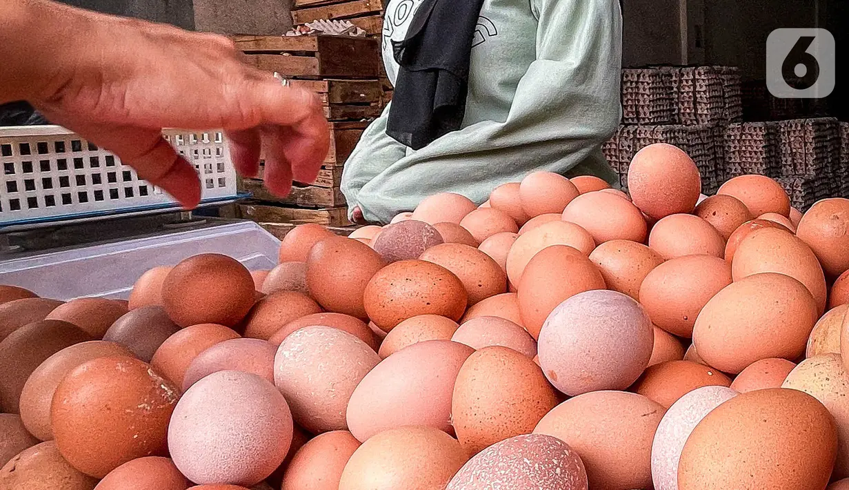 Seorang pembeli memilih telur pada agen telur di Tangerang, Banten, Selasa (8/3/2022). Menurut pedagang, pekan ini harga telur ayam ras mengalami kenaikan dari harga Rp19 ribu menjadi Rp24 ribu per kilogram. (Liputan6.com/Angga Yuniar)