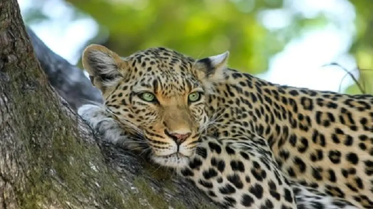 Macan tutul (Pixabay)