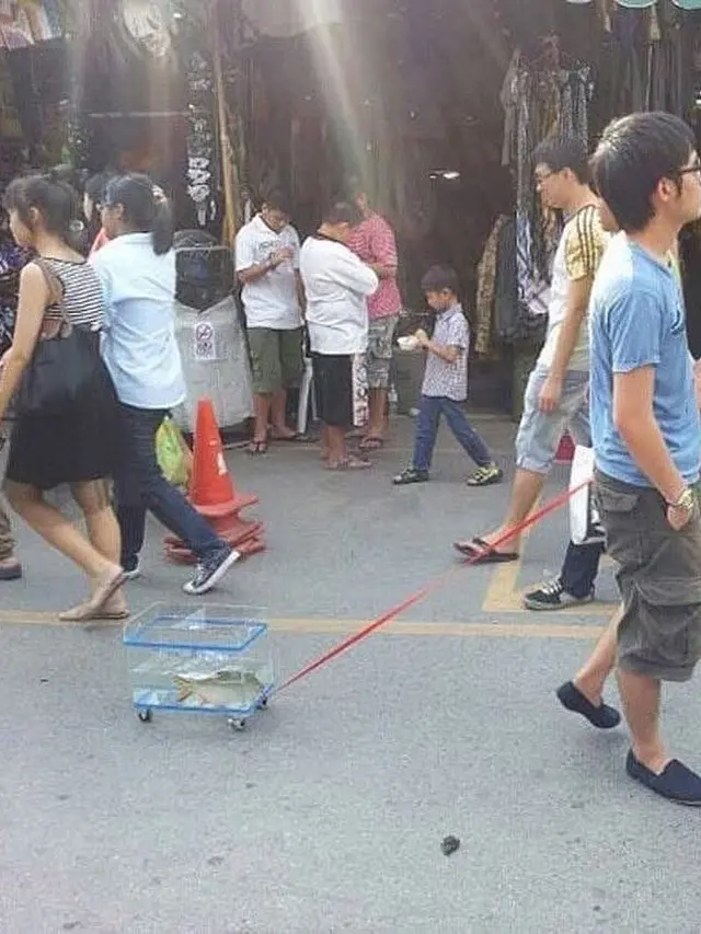 7 Potret Nyeleneh Saat Jalan-jalan Bersama Hewan Peliharaan