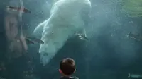 Pengunjung yang masih anak kecil terpaku melihat beruang kutub yang mendekatinya dan menyapanya