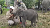 Gajah Rizky saat diberikan makan buah oleh mahot di PLG Minas. (Liputan6.com/M Syukur)