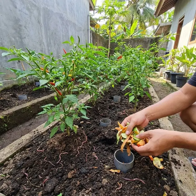 Ide Kebun Cabai Rawit dan Sayur Zero Waste Solusi Mandiri Pangan
