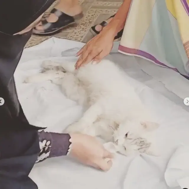6 Momen Haru Umi Pipik Kuburkan Kucing Usai Kecelakaan, Bikin Tersentuh