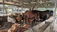 Kandang sapi kurban milik Misran di Jalan Moh. Kahfi 1, Ciganjur, Kecamatan Jagakarsa, Jakarta Selatan. (Liputan6.com/Ady Anugrahadi).