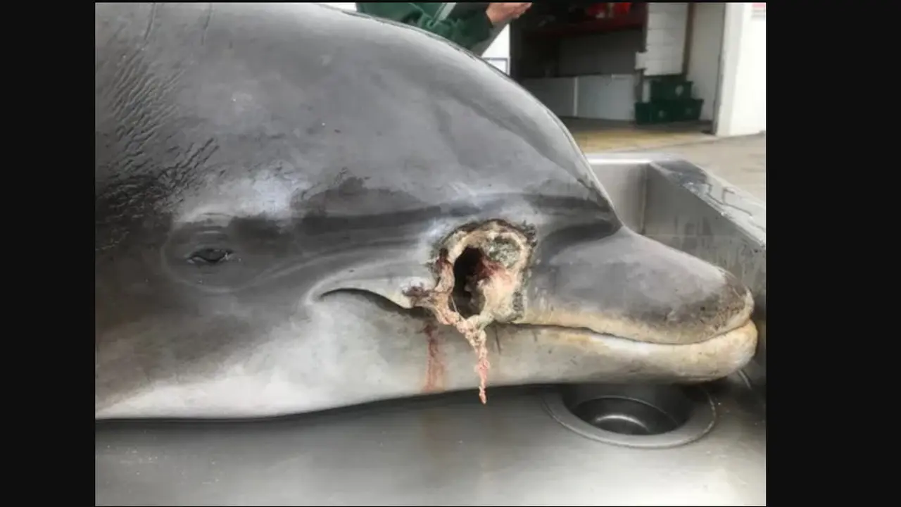 Lumba-lumba yang ditemukan di tewas di pesisir Naples, Florida.