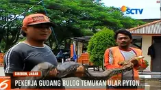 Saat ditemukan, ular itu dalam keadaan melingkar di semak-semak belakang gudang dan hendak menyusup ke dalam gudang beras.