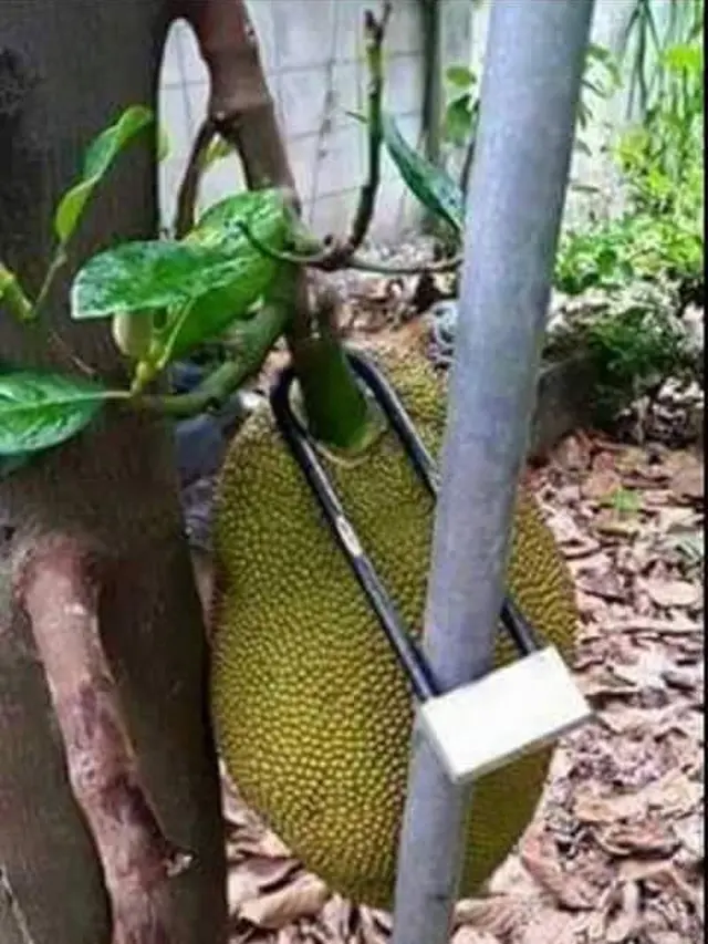 8 Cara Nyeleneh Amankan Buah dari Maling Ini Bikin Tepuk Jidat
