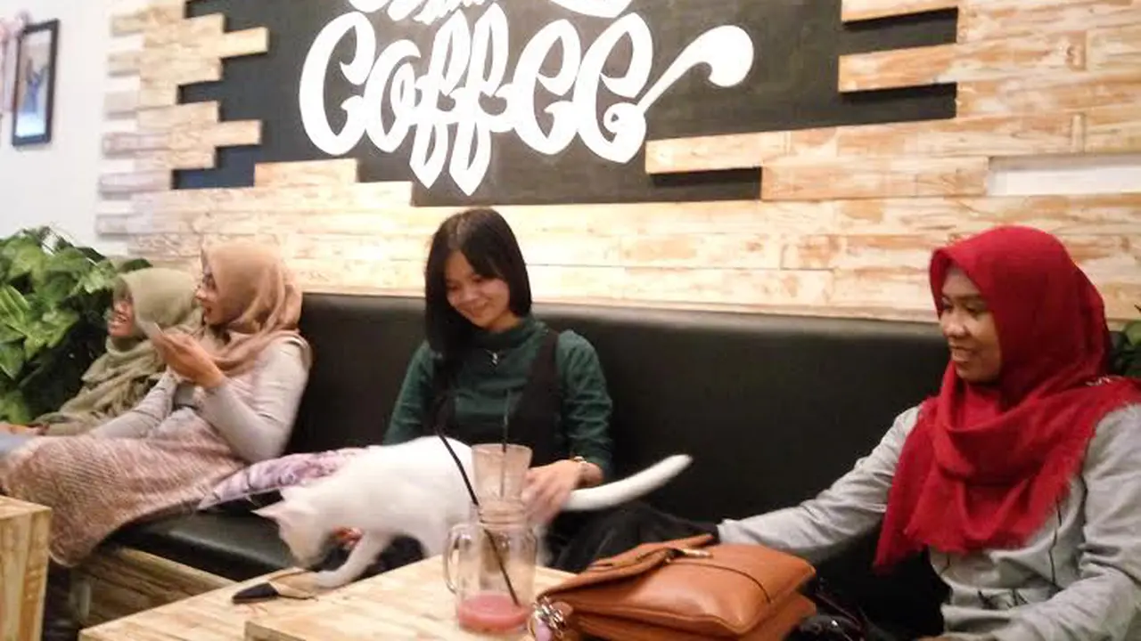 Kucing, Kopi