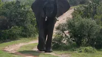 Seekor gajah mencari makan di Botlierskop Private Game Reserve, dekat Teluk Mossel, Afrika Selatan. (source: AP Photo)