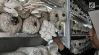 Petani saat melakukan perawatan jamur tiram di kawasan Pulo Kambing, Jakarta, Rabu (26/12). Untuk waktu produksi jamur tiram membutuhkan sekitar 3-4 bulan, mulai dari pembibitan, inkubasi, hingga panen. (Merdeka.com/Iqbal S. Nugroho)