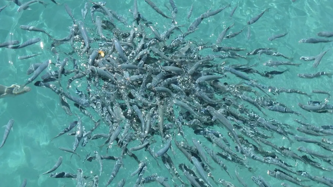Ikan-Ikan Mungil Ditebar di Selokan Kota Semarang