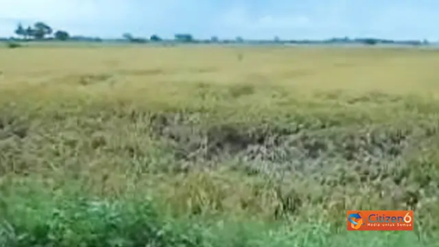 Hujan deras, puluhan Padi Rebah