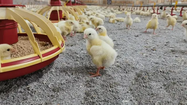 Limbah Tisu Toilet Disulap Jadi Alas Tidur Anak Ayam, Begini Prosesnya