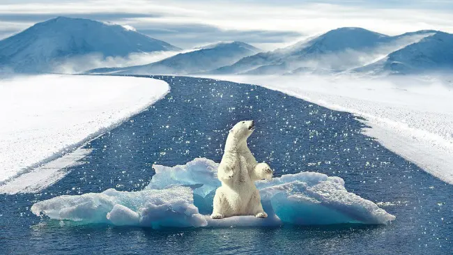 Ilustrasi beruang kutub di atas lapisan es. (Sumber Pixabay)