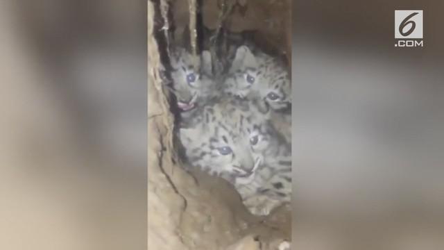 Hewan langka ini tak sengaja ditemukan warga di dalam terowongan.