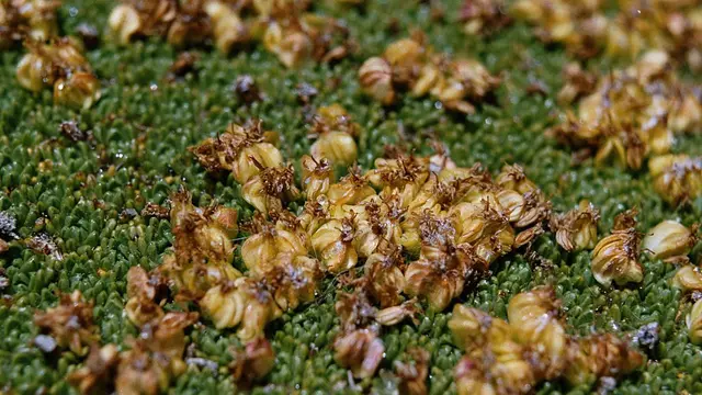 Azorella compacta (wikimedia commons)