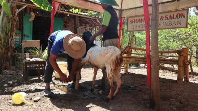 Salon Kambing