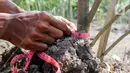 Program penanaman serta perawatan hutan mangrove ini merupakan bentuk tanggung ajwab sosial lingkungan yang dihadirkan PT Kilang Pertamina Internasional Project Sumatera untuk penyerapan emisi karbon. (Liputan6.com/Herman Zakharia)