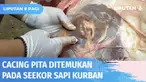 Dinas Ketahanan Pangan Pertanian dan Perikanan Banjarmasin menemukan cacing hati pada sapi kurban. Bagian hati sapi itu langsung dilarang untuk dibagikan kepada warga.