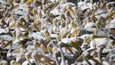 Ribuan burung pelikan yang berjenis pelikan putih besar berkumpul di waduk Mishmar HaSharon, Israel, Kamis (13/10). Pelikan ini akan bermigrasi menuju Afrika. (AP Photo/Ariel Schalit) 