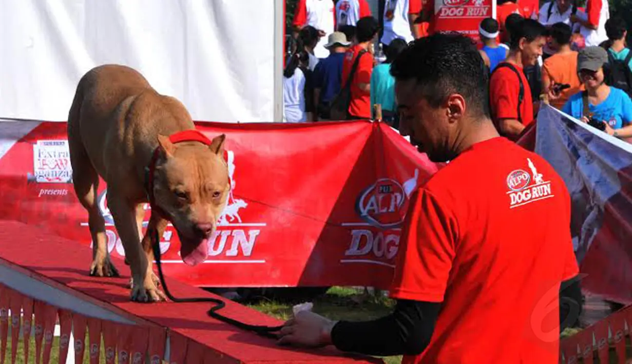 Dalam perlombaan yang digelar Minggu pagi ini diikuti oleh berbagai jenis anjing, termasuk pitbull (Liputan6.com/Andrian M Tunay)