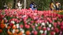 Pengunjung berjalan melewati hamparan bunga tulip di taman Kastil Pralormo di Pralormo, dekat Turin (11/4/2022). Lebih dari 75.000 bunga tulip bermekaran di waktu yang sama waktu dan mengumumkan kedatangan musim semi. (AFP/Marco Bertorello)