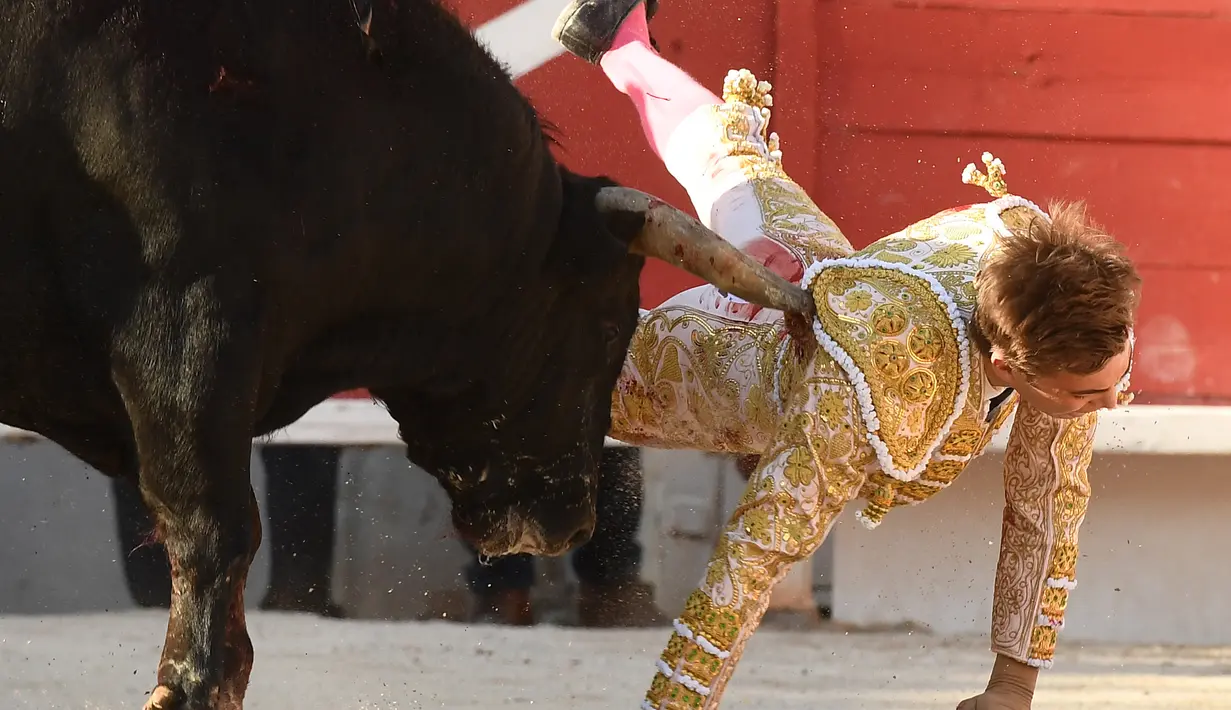 Tanduk banteng Spanyol Jandilla tepat mengenai bagian belakang matador dari Prancis Andy Younes saat kompetis Feria du Riz di Arles, Prancis (4/1). (AFP/Boris Horvat)