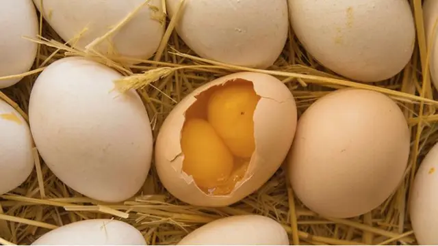 6 Potret Telur Ayam dengan Bentuk Unik, Ada yang Sebesar Kelereng