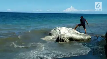 Makhluk misterius muncul di pantai Filipina. Objek tersebut diduga bangkai hewan raksasa dari bagian terdalam lautan.