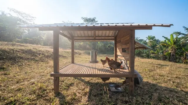 Cara Membuat Kandang Ayam dengan Sirkulasi Udara yang Baik agar Tidak Pengap dan Bau