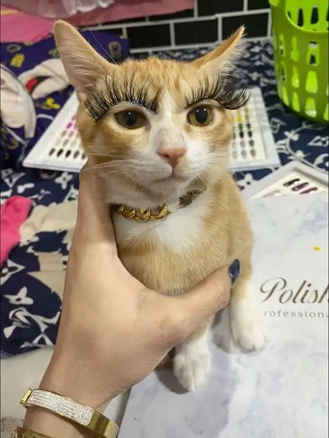 6 Kucing Pakai Makeup Biar Terlihat Cantik Ini Kocak, Ada yang Menor Banget